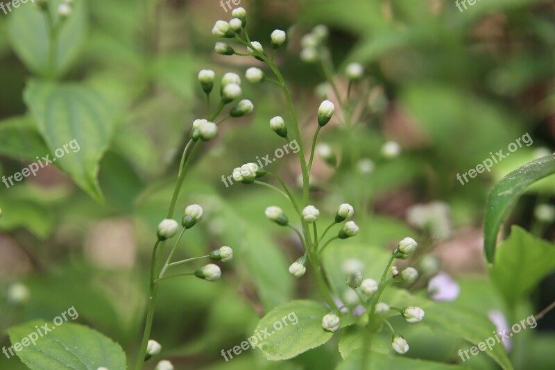 Maiblumenstrauch Bud White Ornamental Shrub Spring