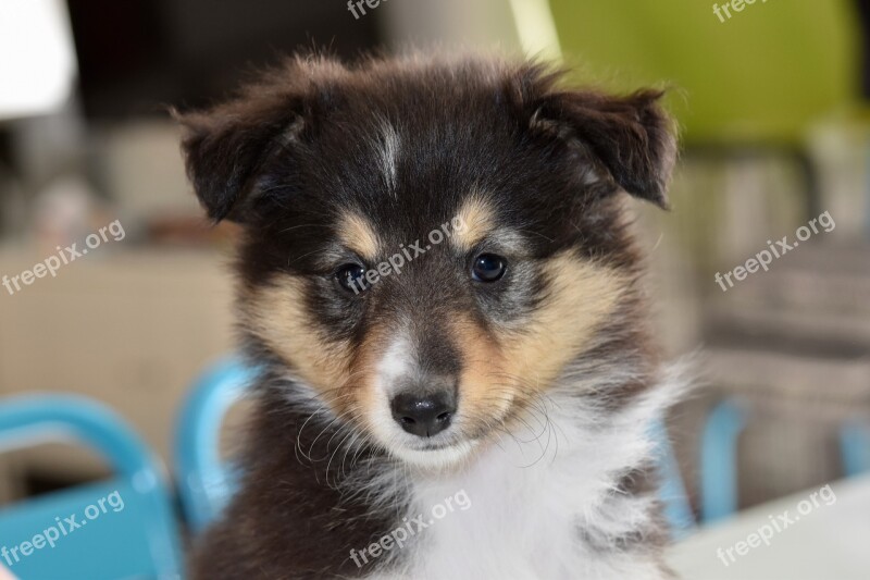 Dog Shetland Sheepdog Puppy Young Animal