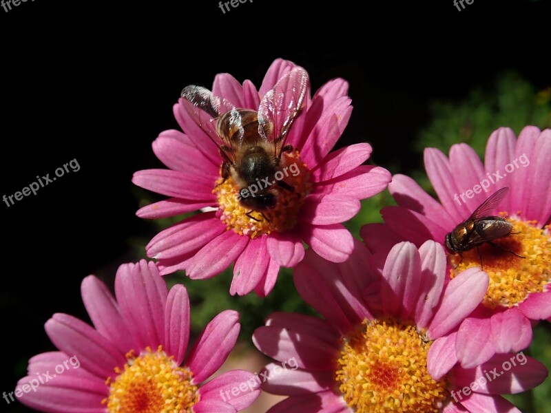 Bee Fly Insects Flowers Daisies