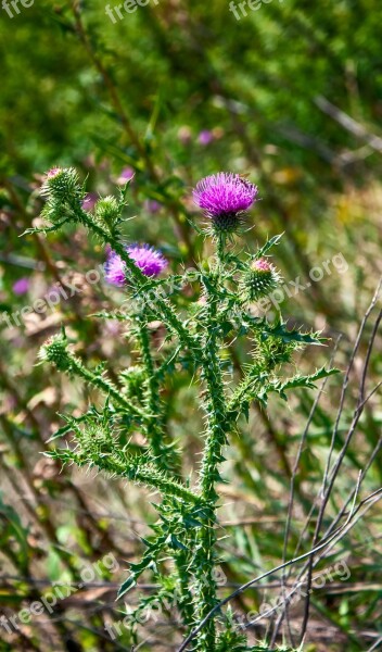 Thistle Spikes Meadow Flower Barbed