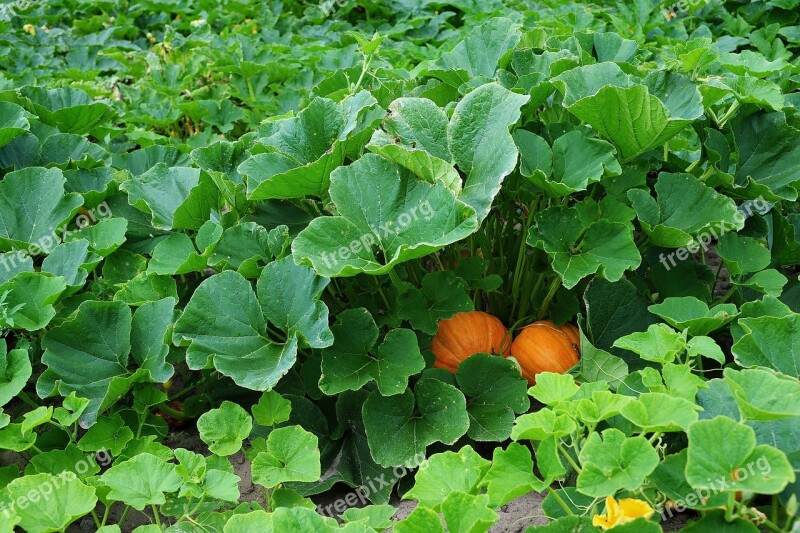 Pumpkin Vegetables Food Orange Choose