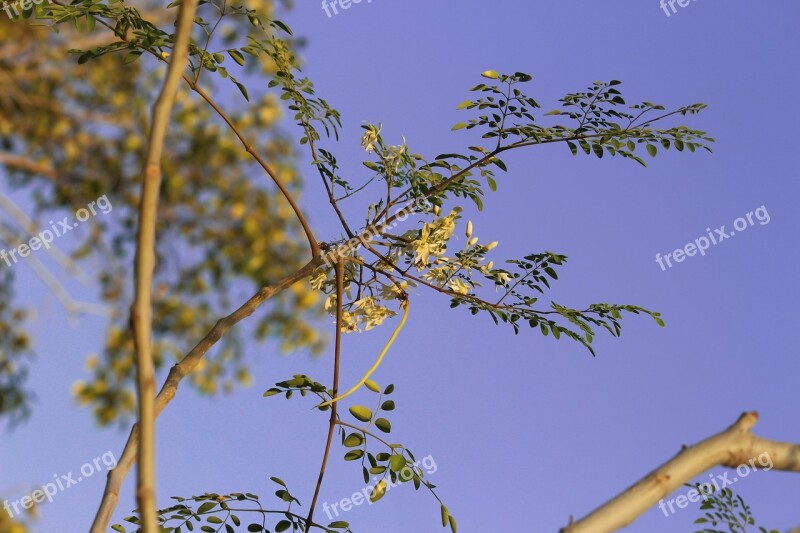 Drum Stick Drumstick Tree Drumstick Flower Flower Green