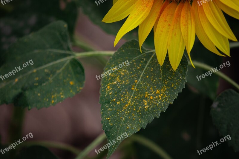 Sun Flower Flowers Yellow Flowers Sun Fields