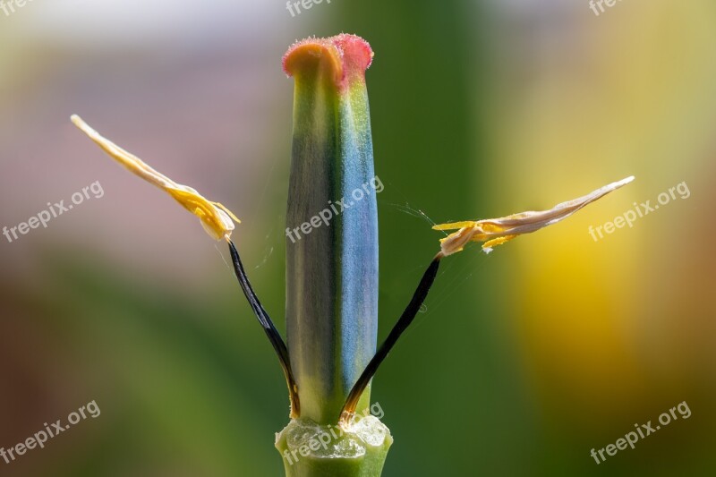 Faded Tulip Spring Pestle Tulips Flower