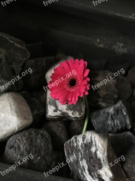 Flower Fireplace Chimney Pink Delicate