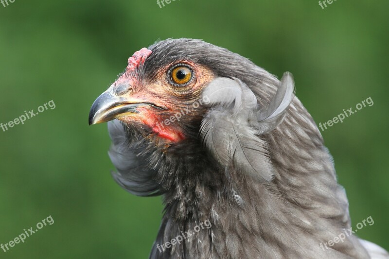 Araucana Pom Poms Chicken Hen Poultry