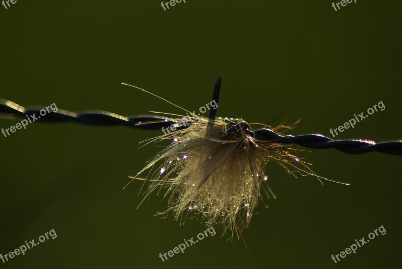 Hair Barbed Closing Wild Spicy