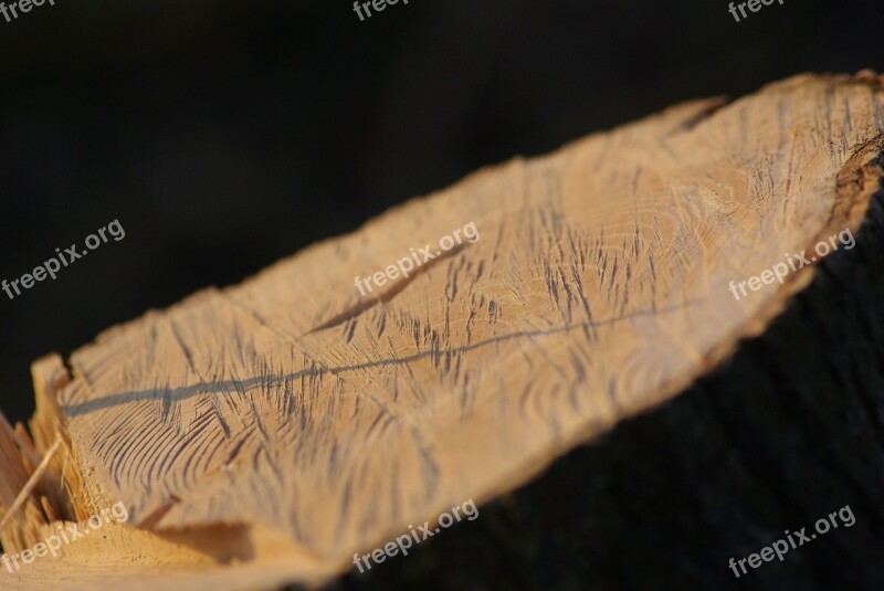 Wood Nature Tree Landscape Trees