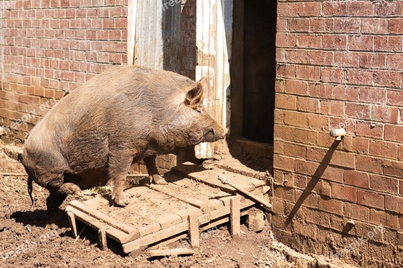 Pig Pig Sty Animal Livestock Farm