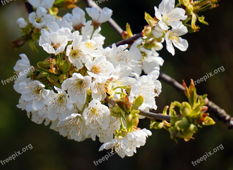 Cherry Tree Blossom Bloom Cherry Blossom Spring