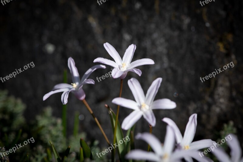 Flowers White Small Flowers Garden In The Garden