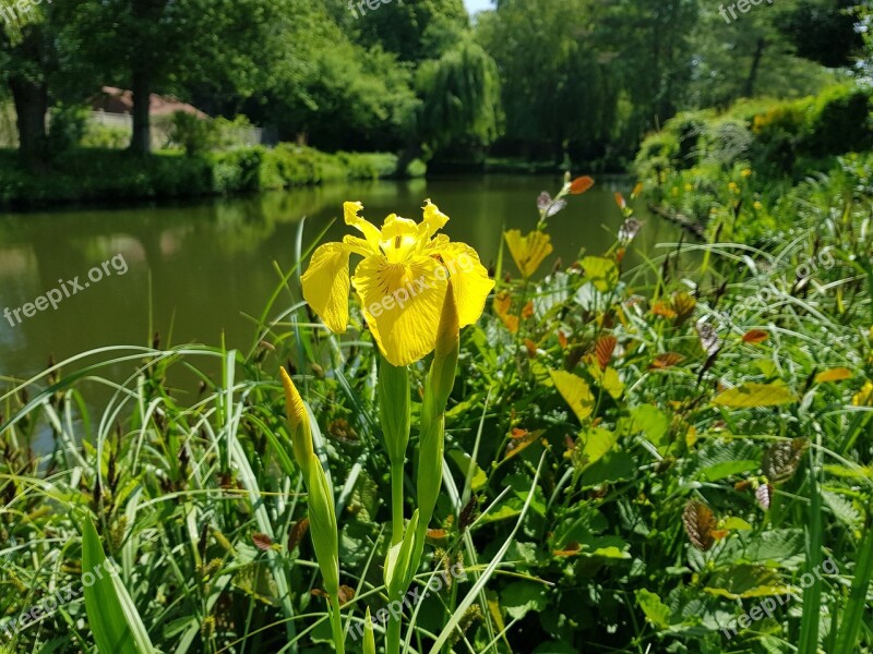 Flower Water Nature Plant Yellow