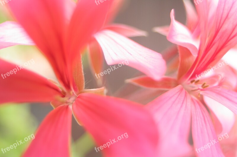 Close Up Detail Blossom Bloom Apple Blossom