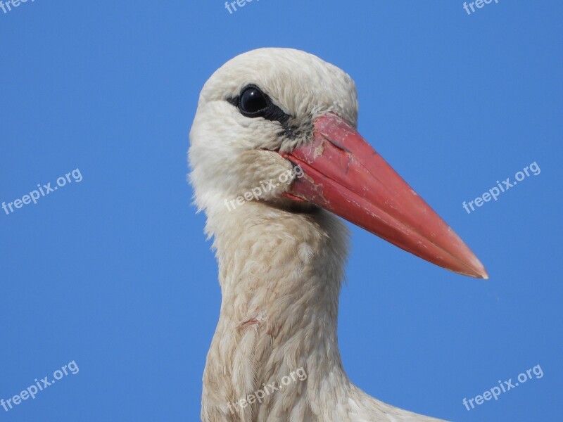 Stork The Head Of The Bird Beak Nature