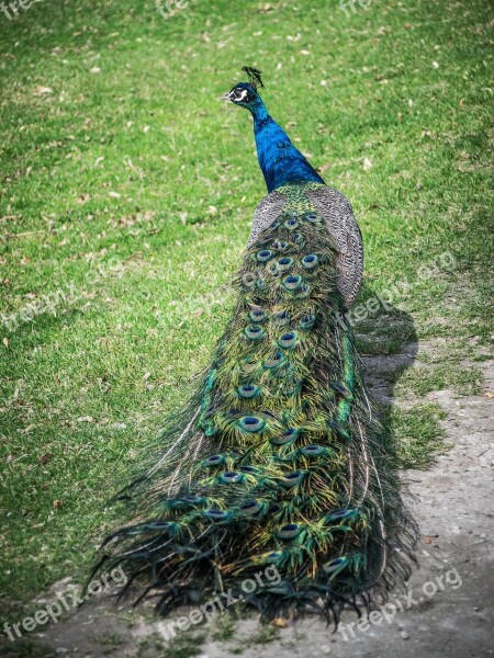 Peacock Colored Feather Blue Elegant