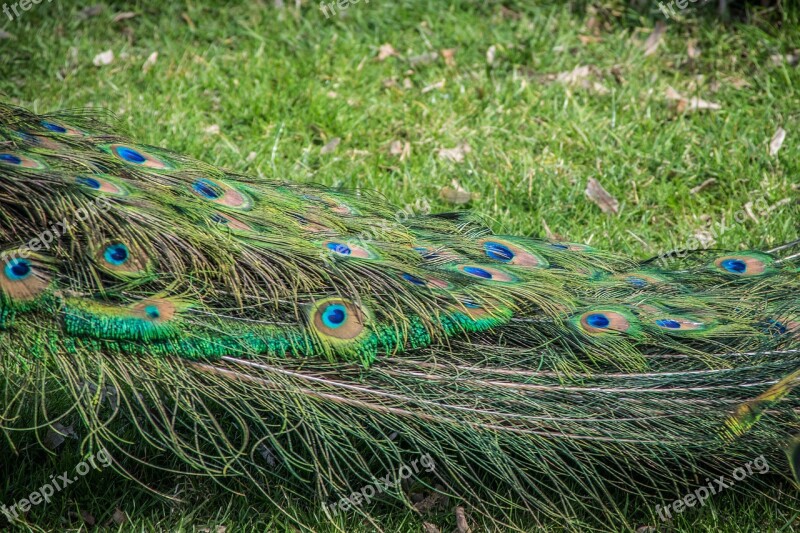 Peacock Feather Bird Colorful Color