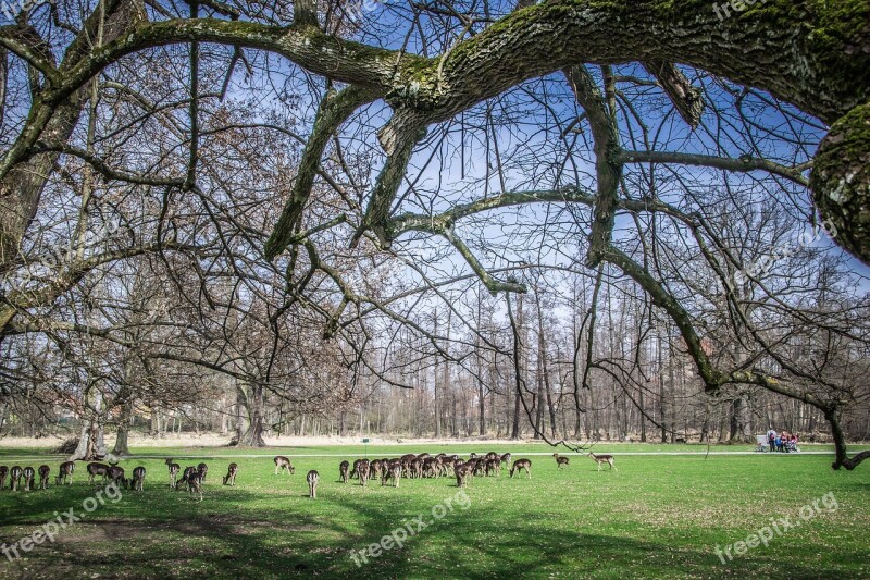 Herd Fallow Deer Park Meadow Wild