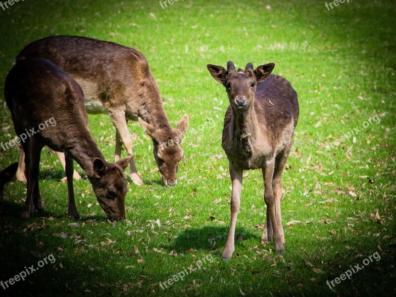 Fallow Deer Animal Wild Male Mammal