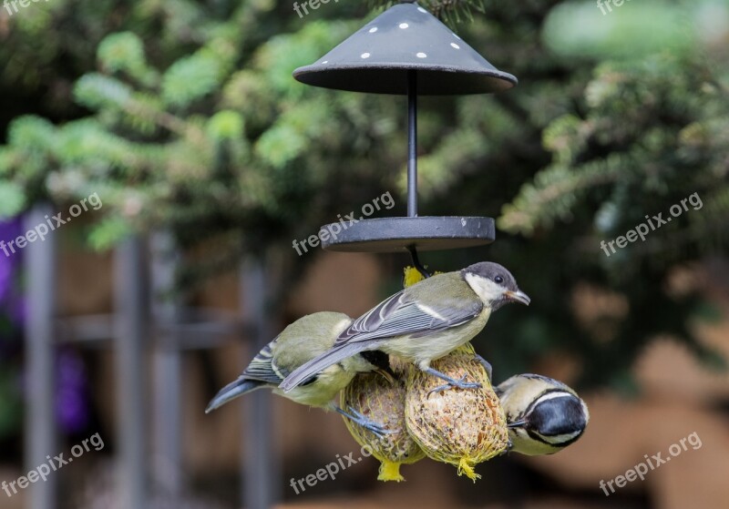 Photo Of Titmouse Fat Balls Tit Bird Seed Feed