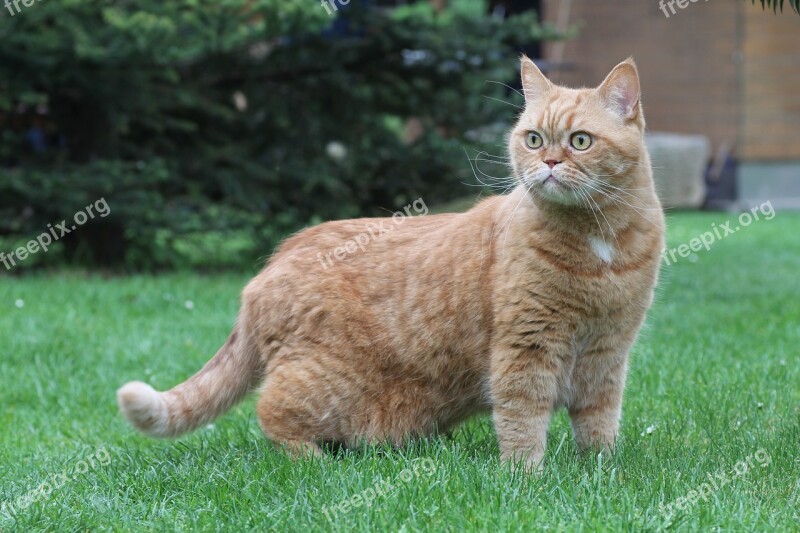 Cat British Shorthair Red Pet Domestic Cat