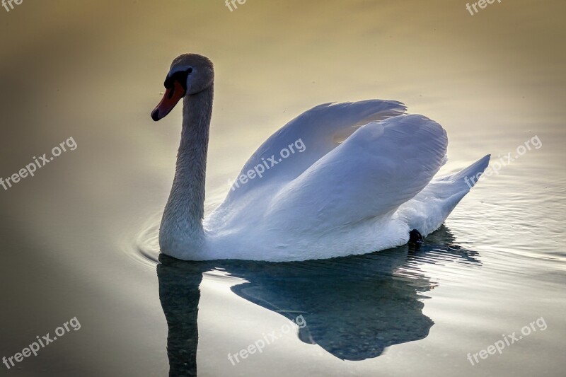 Swan Bird Animal Nature Animal World