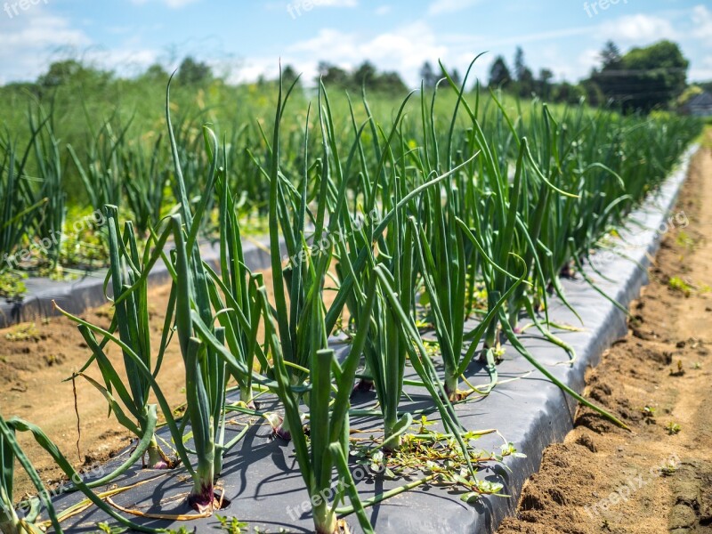 Onion Farm Food Vegetable Organic