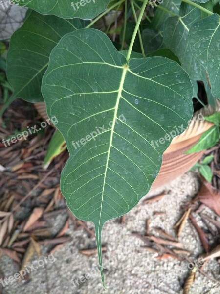 Bodhi Leaf Plant Leaf Green Green Leaves