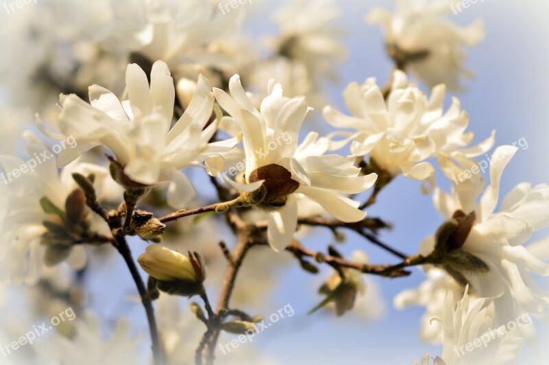 Star Magnolia Magnolia Magnoliengewaechs Magnoliaceae Seed Plants