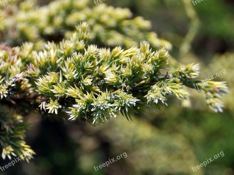 Juniper Buds Cupressaceae Cupressus Cade