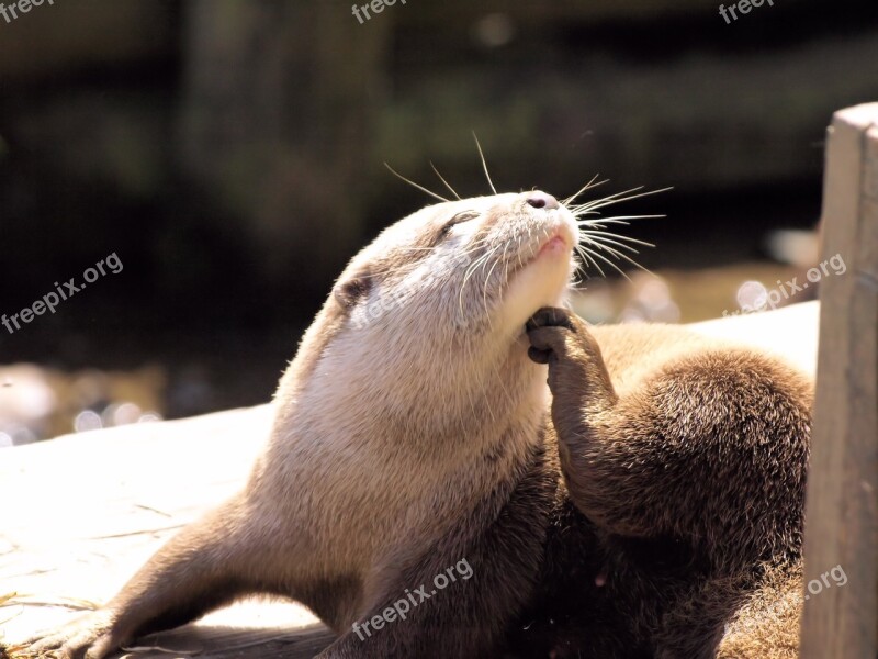 Otter Grooming Animal Happy Bliss