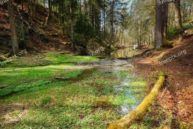 Forest Valley Bach River Landscape