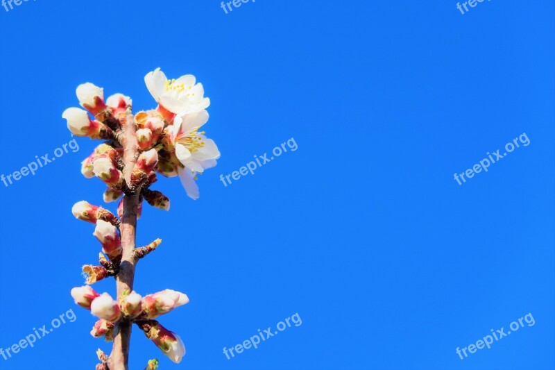 Buds Flowers Spring Branch Tree