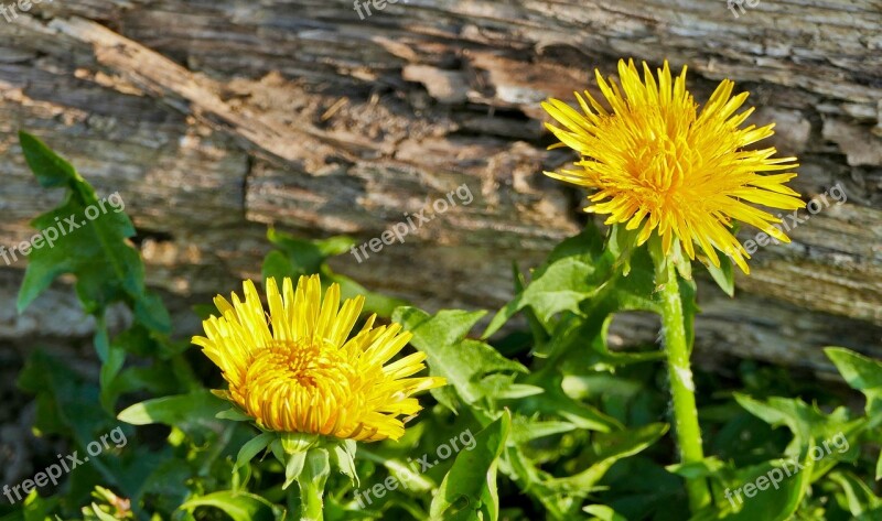 Landscape Forest Dandelion Flower Yellow