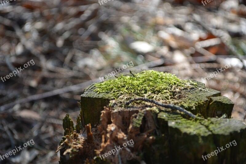 Macro Wood Tree Stump Log Tree