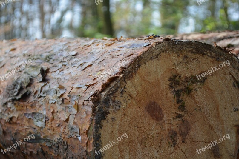 Tree Log Green Forest Out