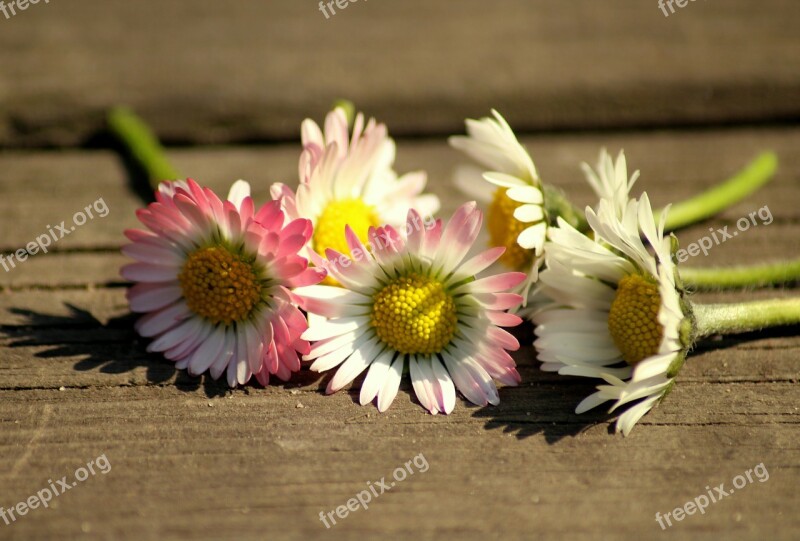 Daisies Spring Flowers Flower Nature