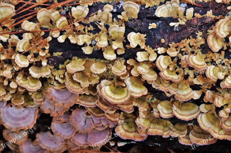 Fungi Bracket Fungi Natural Woodland Closeup