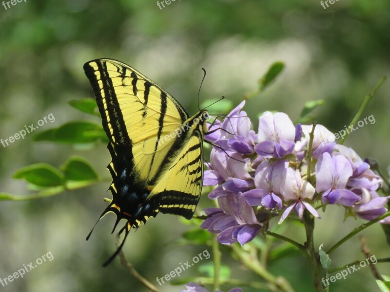 Butterfly Yellow Black Blue Purple Flower