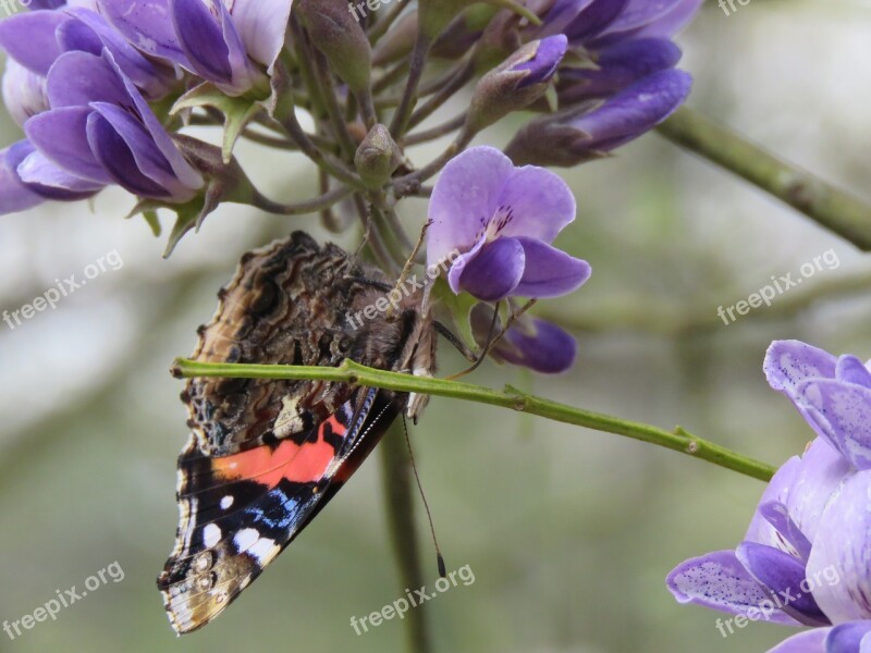 Butterfly Closeup Brown Orange Blue Flower