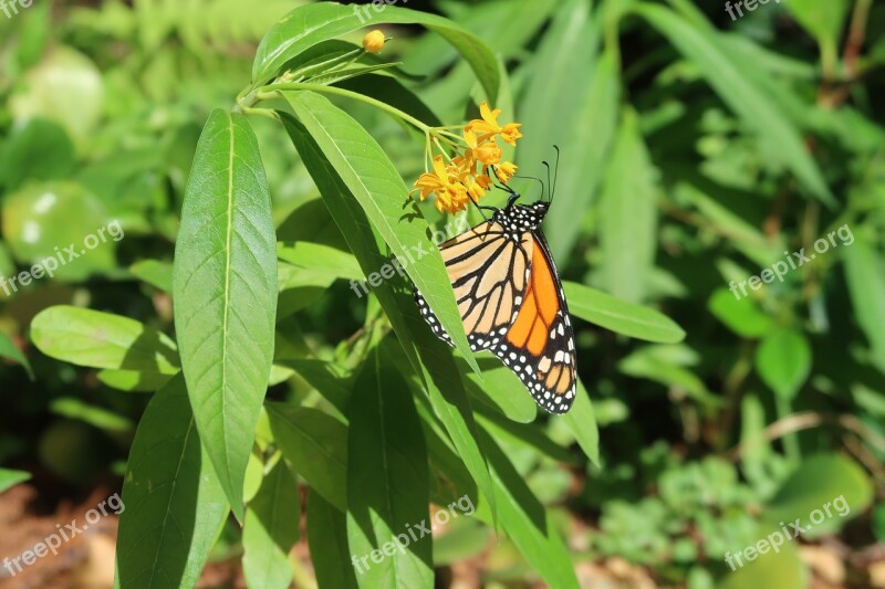 Monarch Butterfly Insect Nature Butterflies