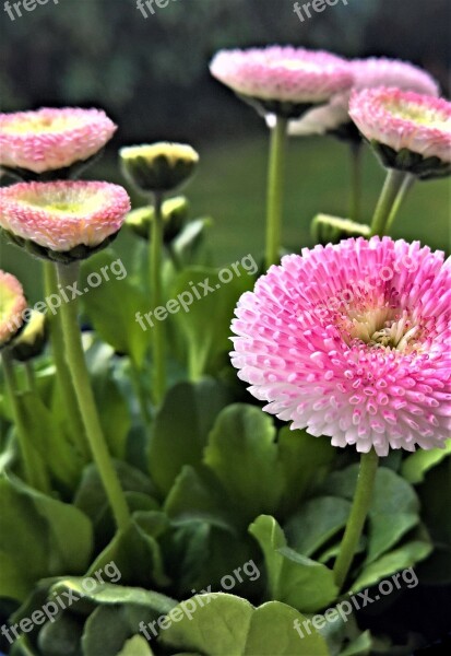 Flowers Bellis Pink Daisy Tausendschön Spring