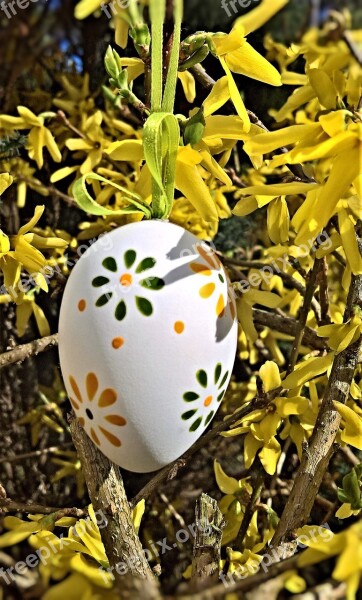 Easter Forsythia Shrub Easter Egg Easter Tradition Forsythia Flowers