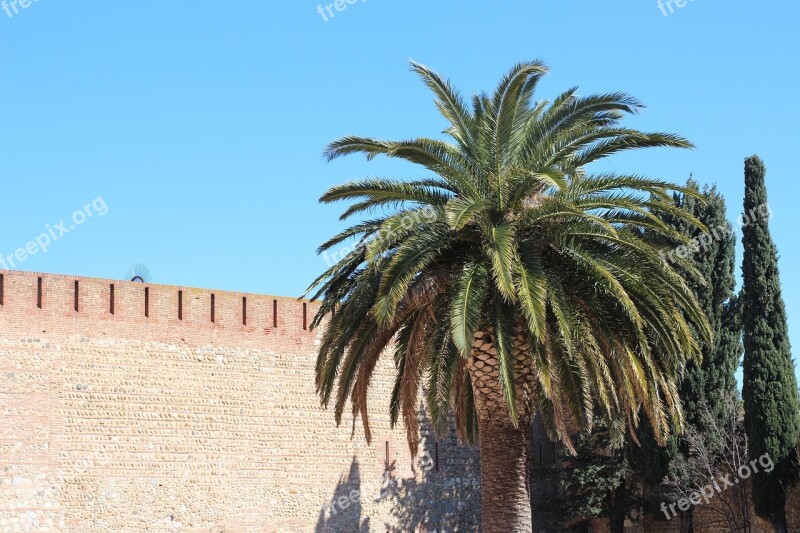 Palm Tree Travel Europe Tropical Nature