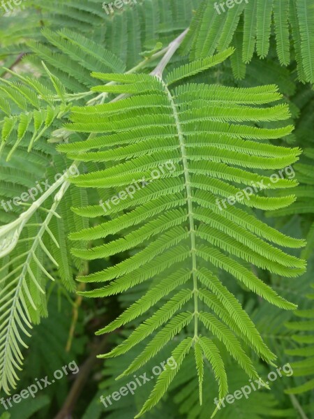 Fern Leaf Green Plant Free Photos