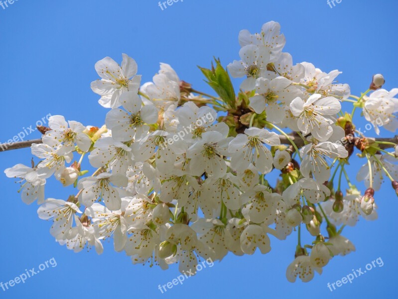 Tree Blossoms White Flowers Branch Spring Bloom