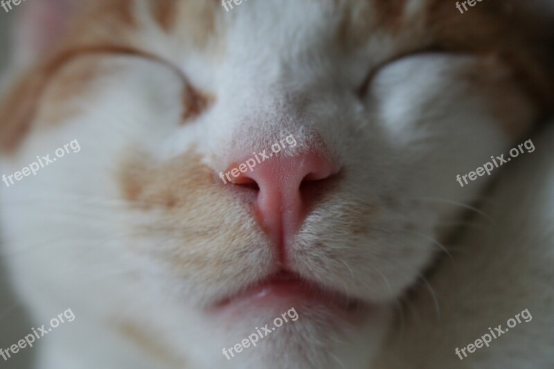 Cat Frontal Face White Red