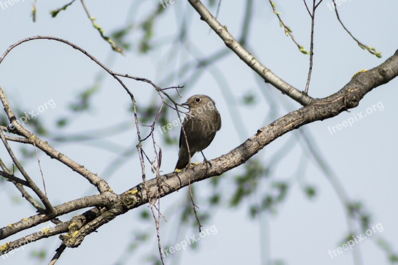 Bird Birds Songbird Singer Birds Redstart