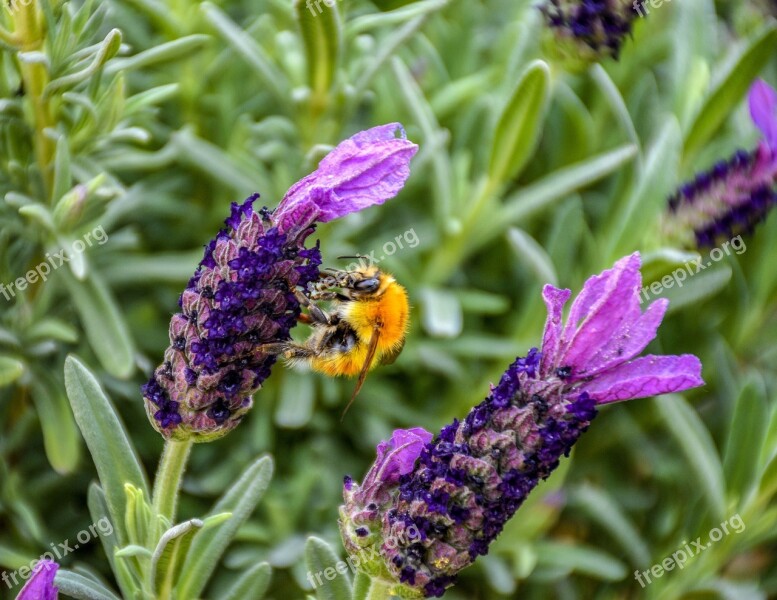 Bumblebee Bee Worker Busy Insect