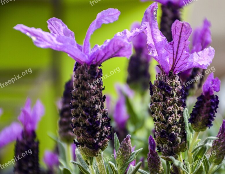 Lavender Spanish Flowers Bloom Spring