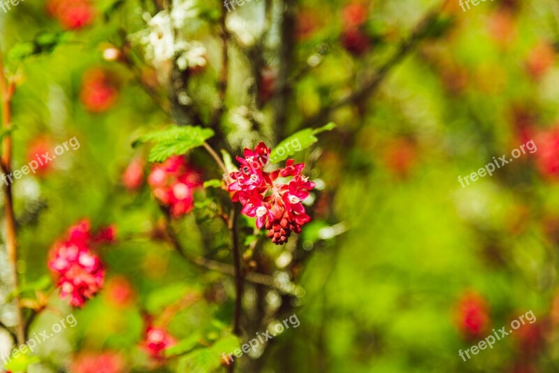 Tree Bush Red Flowers Sunny